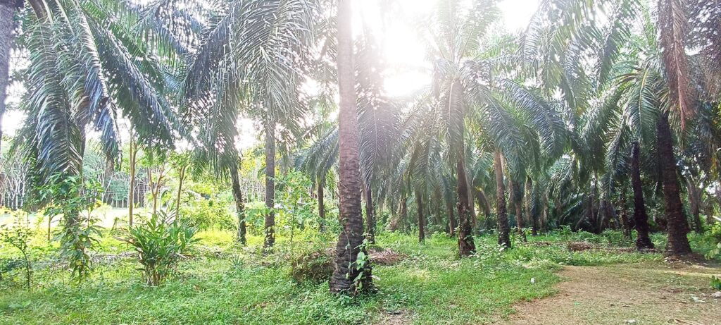 Flat Land for Sale in Koh Lanta